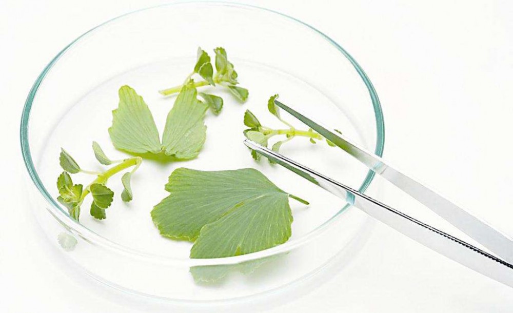 低溫噴霧干燥設(shè)備對植物提取液混合物的干燥